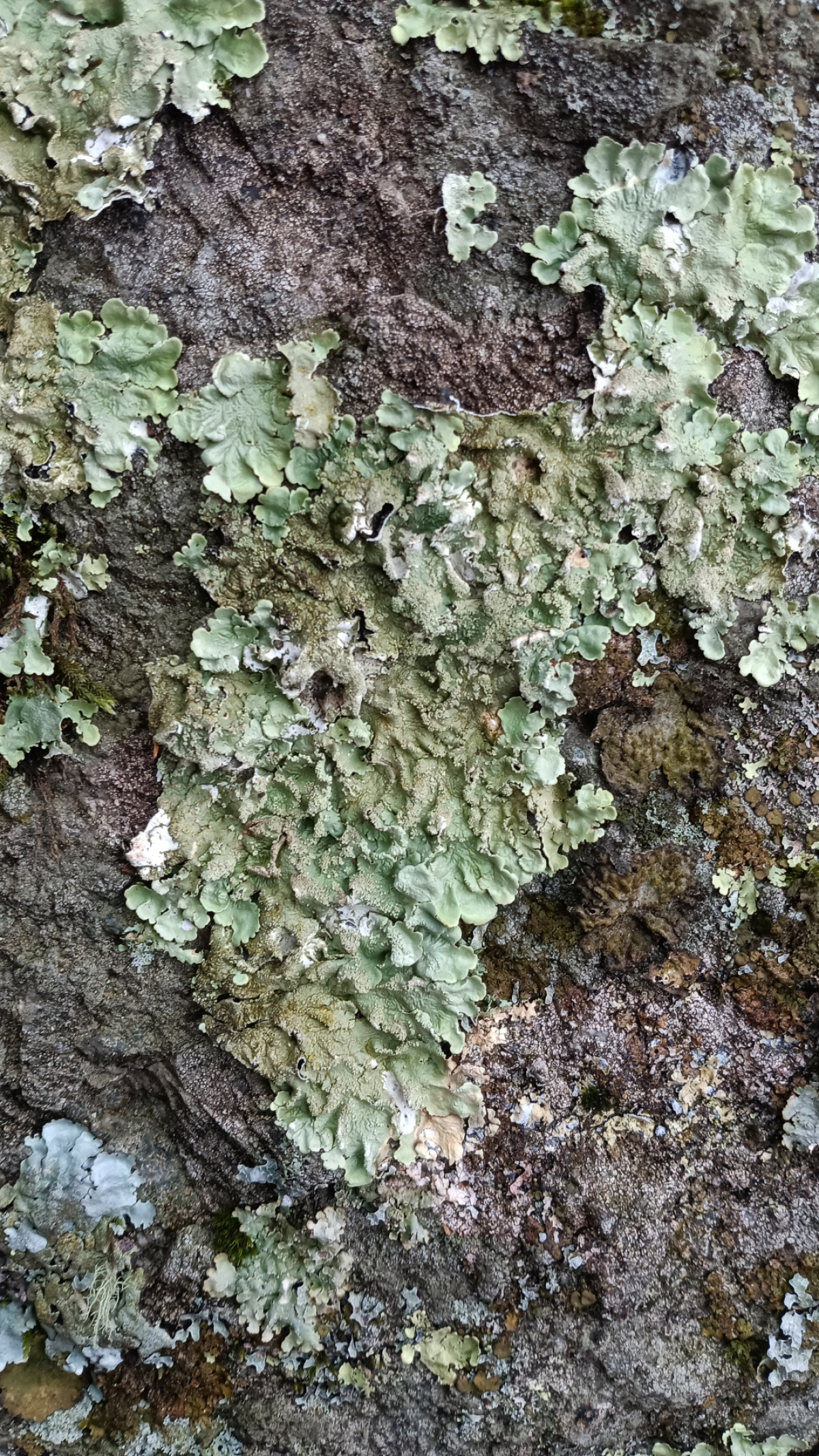 observation image